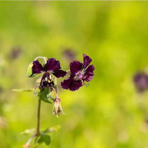 Geranium phaeum