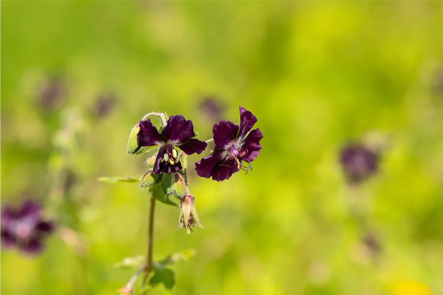 Geranium phaeum