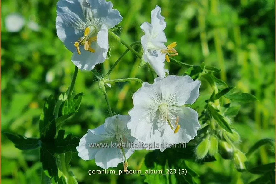 Geranium phaeum 'Album'