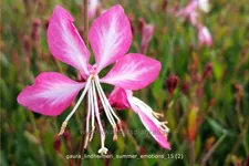 Gaura lindheimeri 'Summer Emotions'