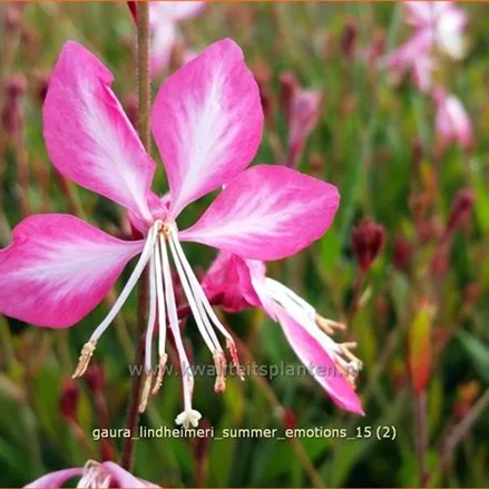 Gaura lindheimeri 'Summer Emotions'