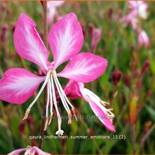 Gaura lindheimeri 'Summer Emotions'