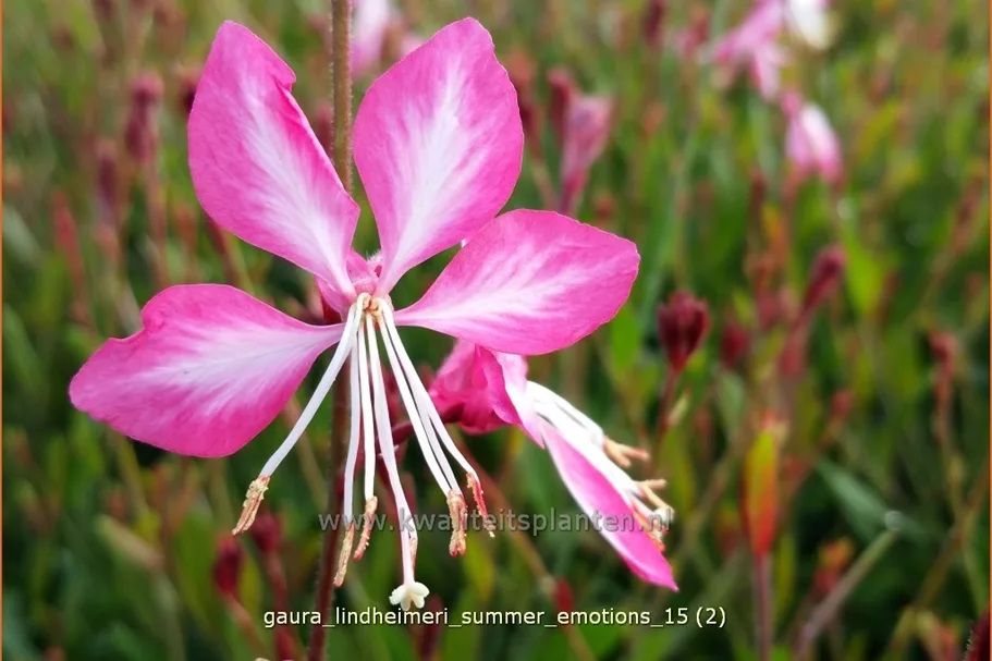 Gaura lindheimeri 'Summer Emotions'