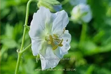 Geranium phaeum 'Album'