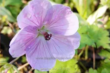 Geranium wallichianum 'Lilac Ice'®