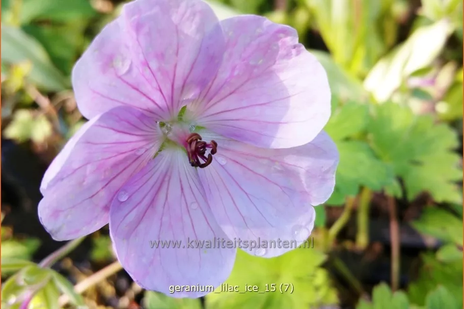 Geranium wallichianum 'Lilac Ice'®