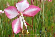 Gaura lindheimeri 'Summer Emotions'
