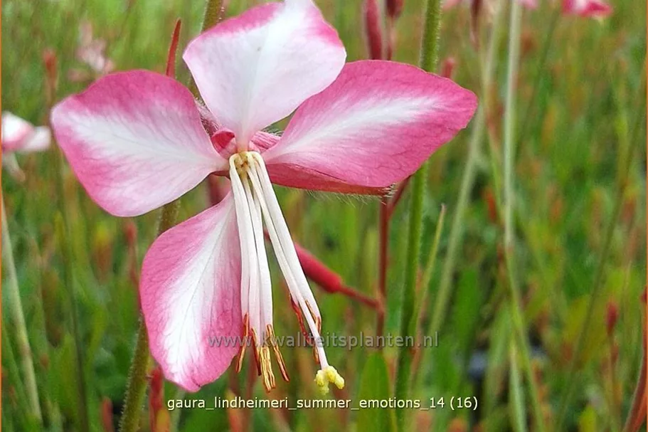Gaura lindheimeri 'Summer Emotions'