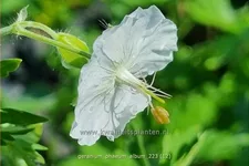 Geranium phaeum 'Album'