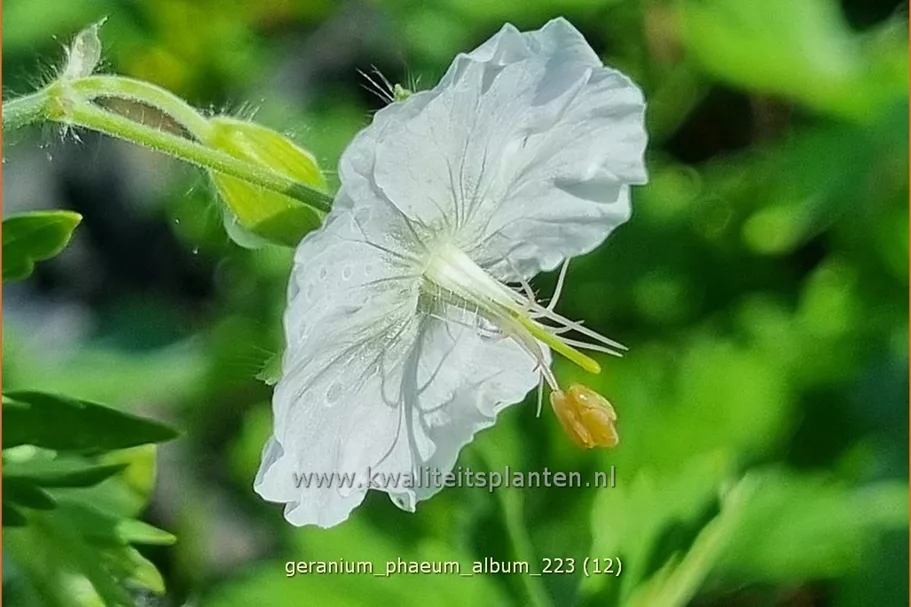 Geranium phaeum 'Album'