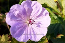 Geranium wallichianum 'Lilac Ice'®