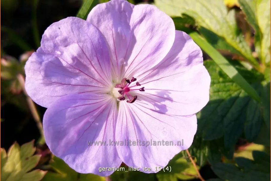 Geranium wallichianum 'Lilac Ice'®