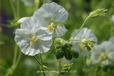 Geranium phaeum 'Album'