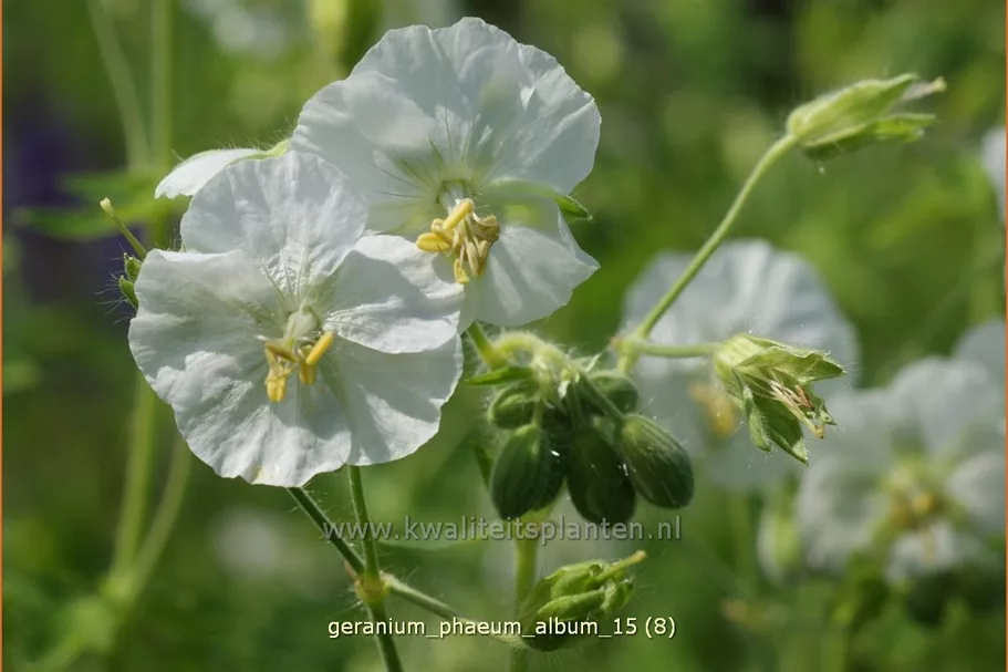 Geranium phaeum 'Album'