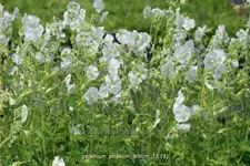 Geranium phaeum 'Album'