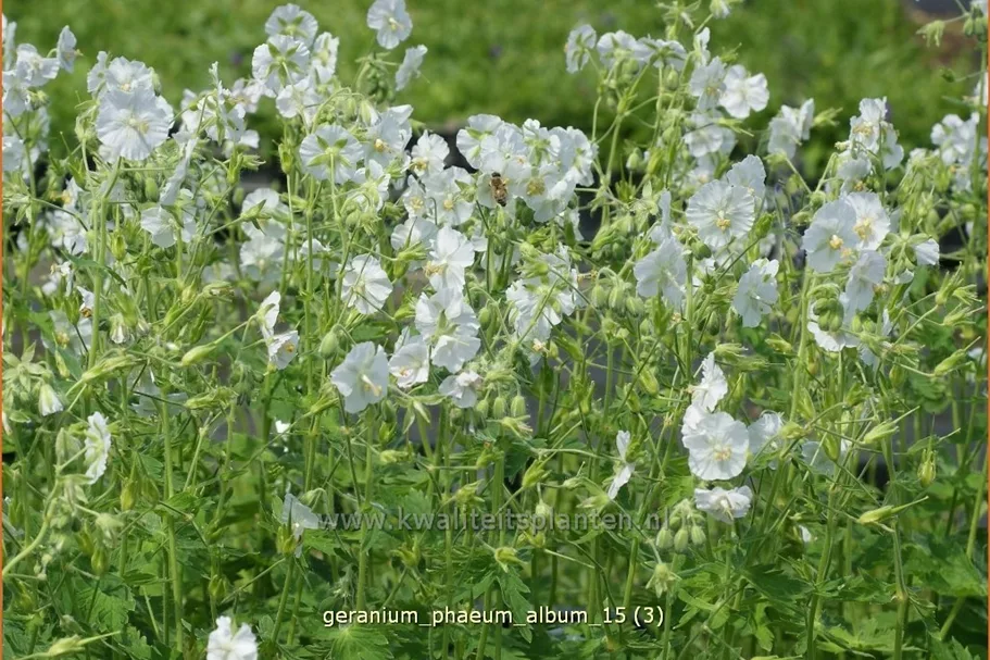 Geranium phaeum 'Album'
