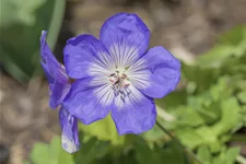 Geranium wallichianum 'Lilac Ice'®