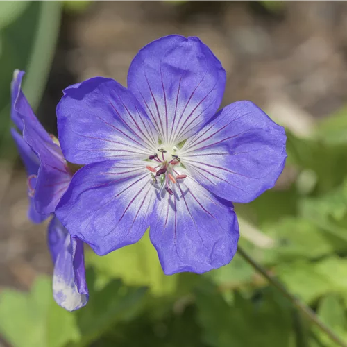 Geranium wallichianum 'Lilac Ice'®