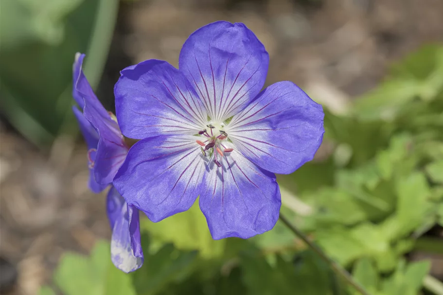 Geranium wallichianum 'Lilac Ice'®