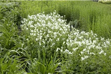 Geranium phaeum 'Album'