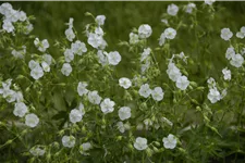 Geranium phaeum 'Album'