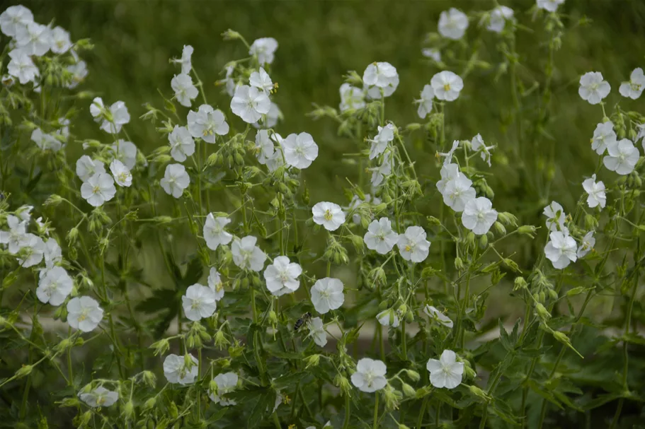 Geranium phaeum 'Album'