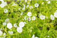 Geranium phaeum 'Album'
