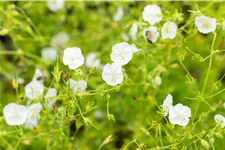 Geranium phaeum 'Album'