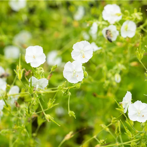 Geranium phaeum 'Album'