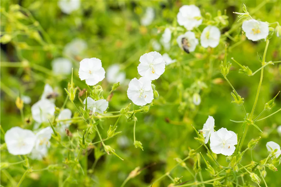 Geranium phaeum 'Album'