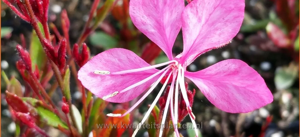 Gaura lindheimeri 'Tutti Frutti'