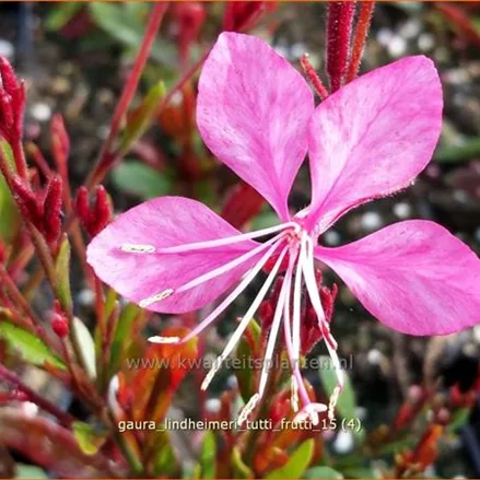 Gaura lindheimeri 'Tutti Frutti'