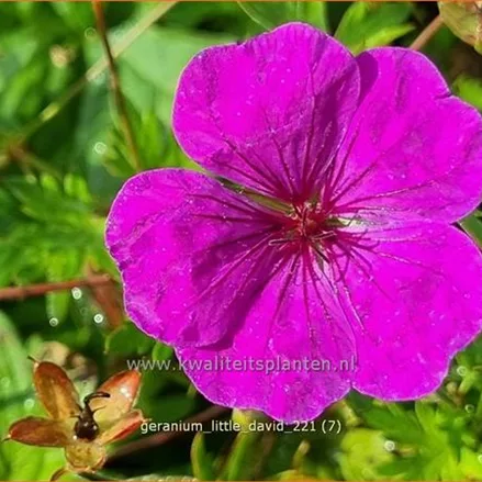 Geranium 'Little David'