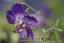 Geranium phaeum 'Klepper'