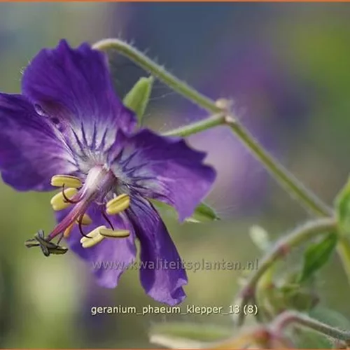 Geranium phaeum 'Klepper'