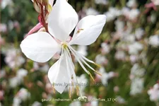 Gaura lindheimeri 'Whirling Butterflies'