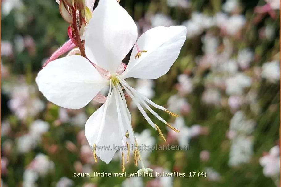 Gaura lindheimeri 'Whirling Butterflies'