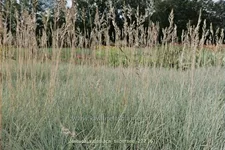 Festuca valesiaca 'Silbersee'