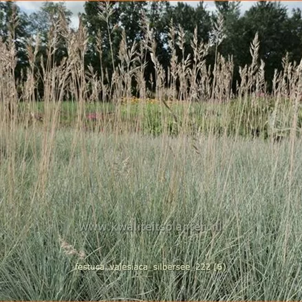 Festuca valesiaca 'Silbersee'