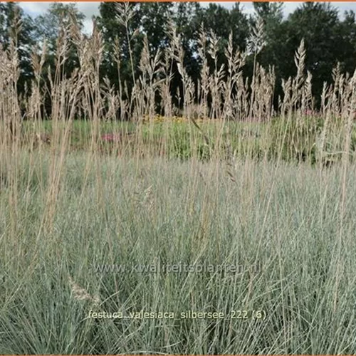 Festuca valesiaca 'Silbersee'
