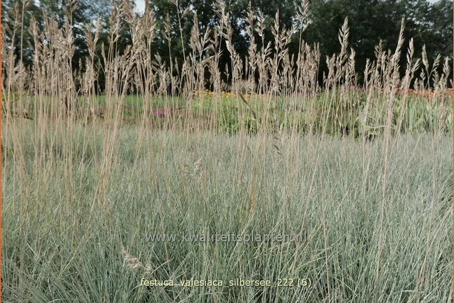 Festuca valesiaca 'Silbersee'