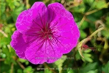 Geranium 'Little David'