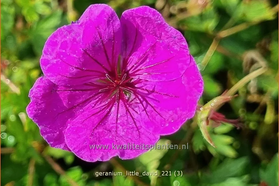 Geranium 'Little David'