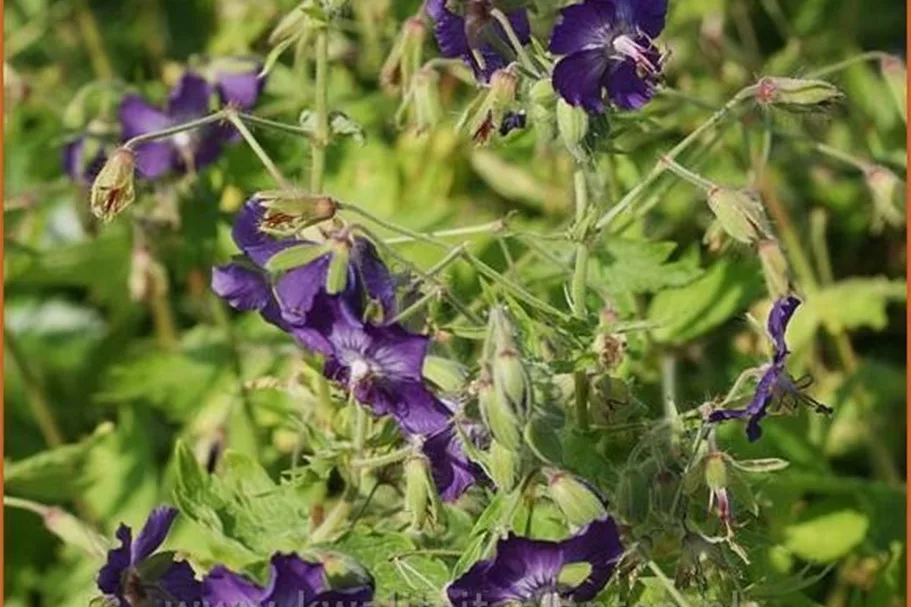 Geranium phaeum 'Klepper'