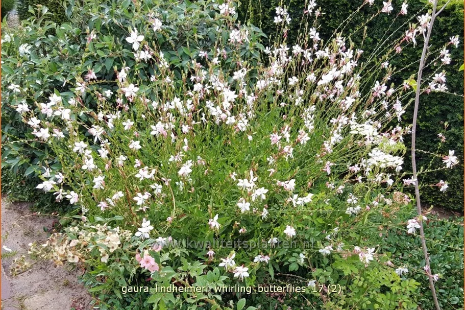 Gaura lindheimeri 'Whirling Butterflies'
