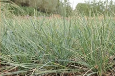 Festuca valesiaca 'Silbersee'
