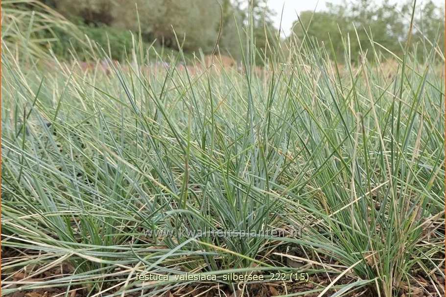 Festuca valesiaca 'Silbersee'