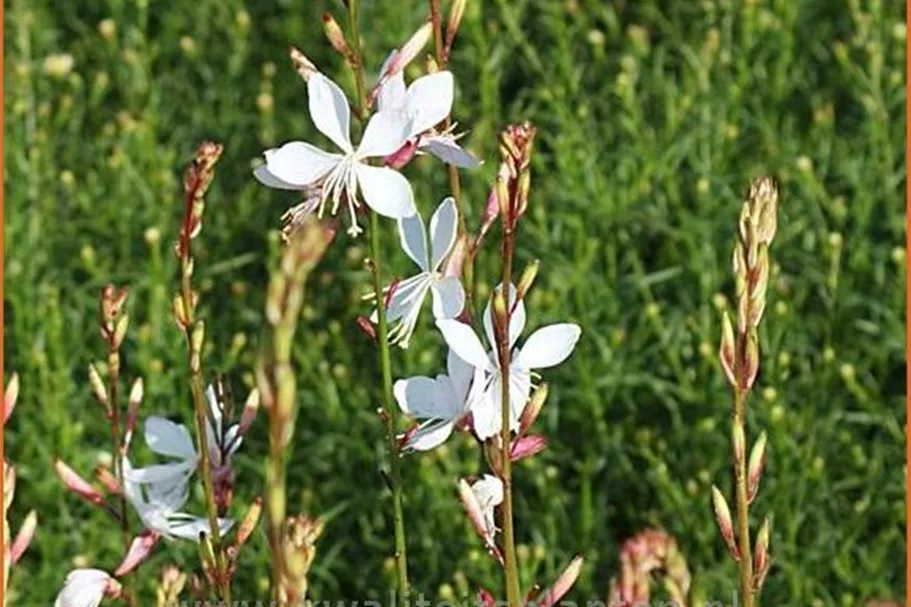 Gaura lindheimeri 'Whirling Butterflies'