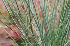 Festuca valesiaca 'Silbersee'