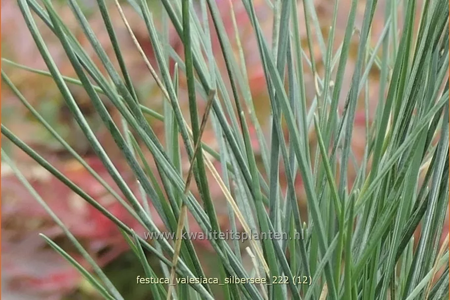 Festuca valesiaca 'Silbersee'